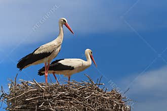 White storks