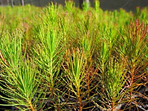 Forestry seedlings
