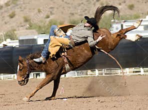 Rodeo Bucking Bronc Rider