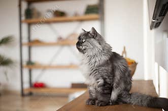 Grey fluffy indoor cat