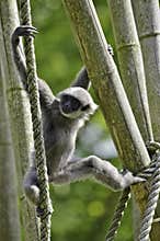 Silvery gibbon