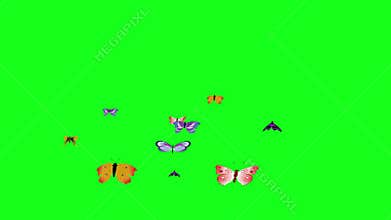 Group of butterflies fly on green screen chroma key, graphic source element
