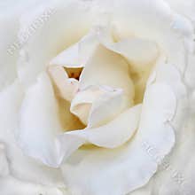 White Rose
