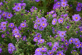 Purple Asters with Yellow Centers