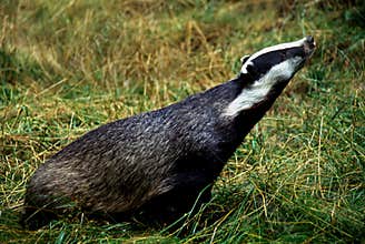 Badger