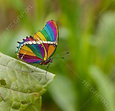 Rainbow butterfly