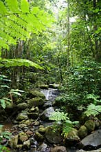 Steam running throught the rainforest with beautiful plants & trees, St Lucia, Caribbean
