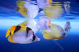 Tropical fishes