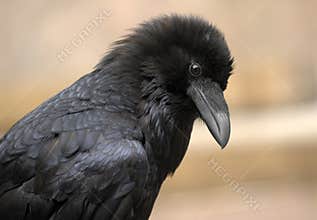 Raven Closeup