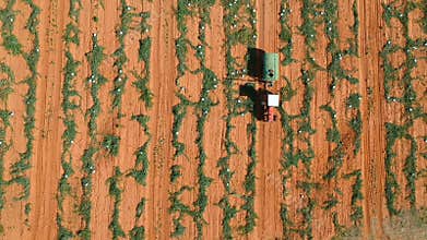 Farmer with a spraying machine applies crop protection on a watermelon plantation
