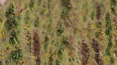 hemp field on an agricultural farm