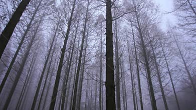 Lost in forest, rotating lens, low angle view of trees