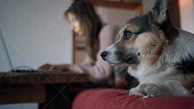 bored dog lies on couch next to owner, who works at laptop and busy