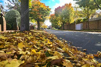 Beautiful autumnal view of small street with colorful leaves on the trees, Ballinteer, Dublin, Ireland. Change of seasons