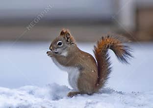 Endangered Red squirrel in winter snow