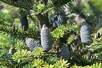 Branch with cones