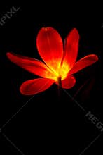 Backlit red tulip close up on dark background