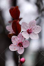 Cherry flowers