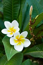 Frangipani tropical flowers