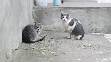 An adult fluffy cat attacks a gray cat outside in cold weather.