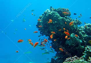Tropical fish