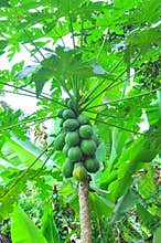 Papaya tree