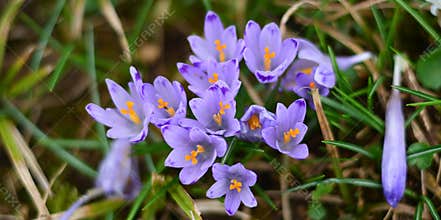 Beautiful purple flowers in spring
