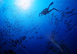 Diver silhouette swim in the middle of fish school