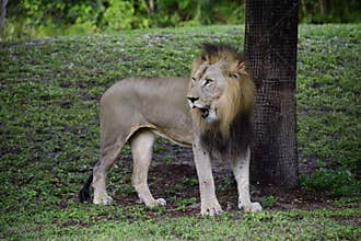 Old lion at the Miami Zoo
