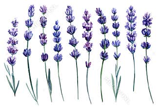 Set of watercolor flowers, lavender on a white background, botanical illustration