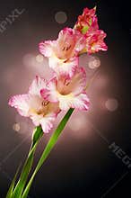 Gladiolus Flowers