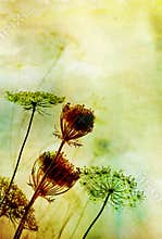 Wild flowers