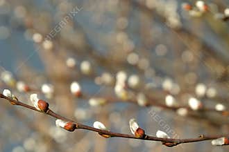 Willow-catkins (spring time)