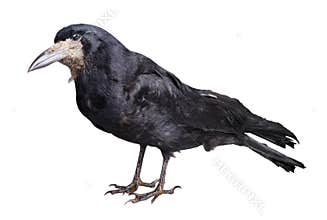 Black crow