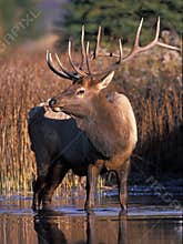 Bull Elk - Cervus canadensis 