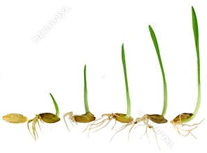 Watching blade of grass Grow