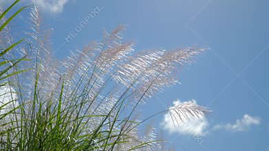 Miscanthus, Silver grass flower blown by wind, cloud in blue sky, low angle shot
