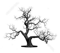Dead tree