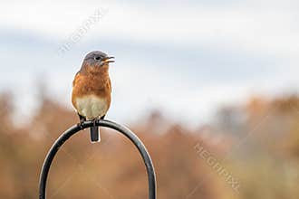 Alarmed Bluebird