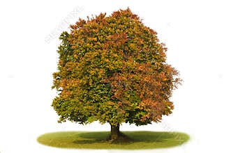 Isolated single beech tree