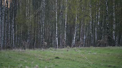 Herd of Elks Cervus elaphus in birch forest