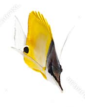 Longnose butterflyfish isolated on white ba