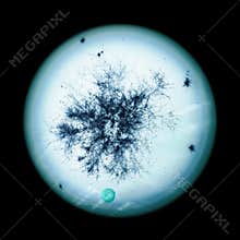 Observing bacteria under the microscope