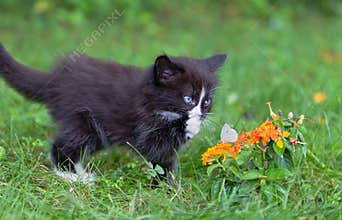 Kitten & Butterfly