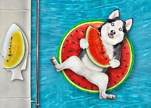 Dog husky in pool on watermelon circle 2