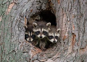 Young Raccoons