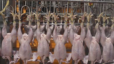 Food industry, poultry meat processing plant, chicken on production line