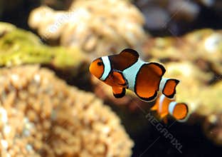Clown fish
