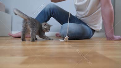 Playful scottish straight gray kitten plays with owner of house on floor, man teases kid cat with toy mouse on string