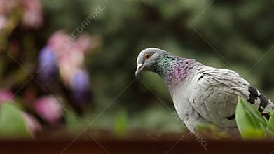 Inquisitive pigeon